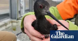 New Zealand rushes vaccination of endangered birds before deadly strain of H5N1 bird flu arrives