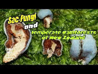 Sac Fungi of New Zealand