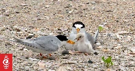 Bumper breeding season for NZ's rarest bird after disastrous season last year