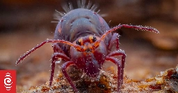 Critter of the Week: Globular springtails