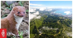 Dead weasel found inside Zealandia sanctuary