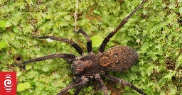 Critter of the Week: Vagrant spiders