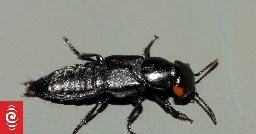 Critter of the Week: the devil's coach horse beetle