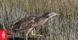 Interactive map launched in bid to save the bittern