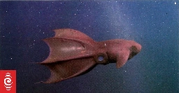 Critter of the Week: Vampire Squid