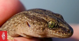 New species of Gecko on Auckland's West Coast named