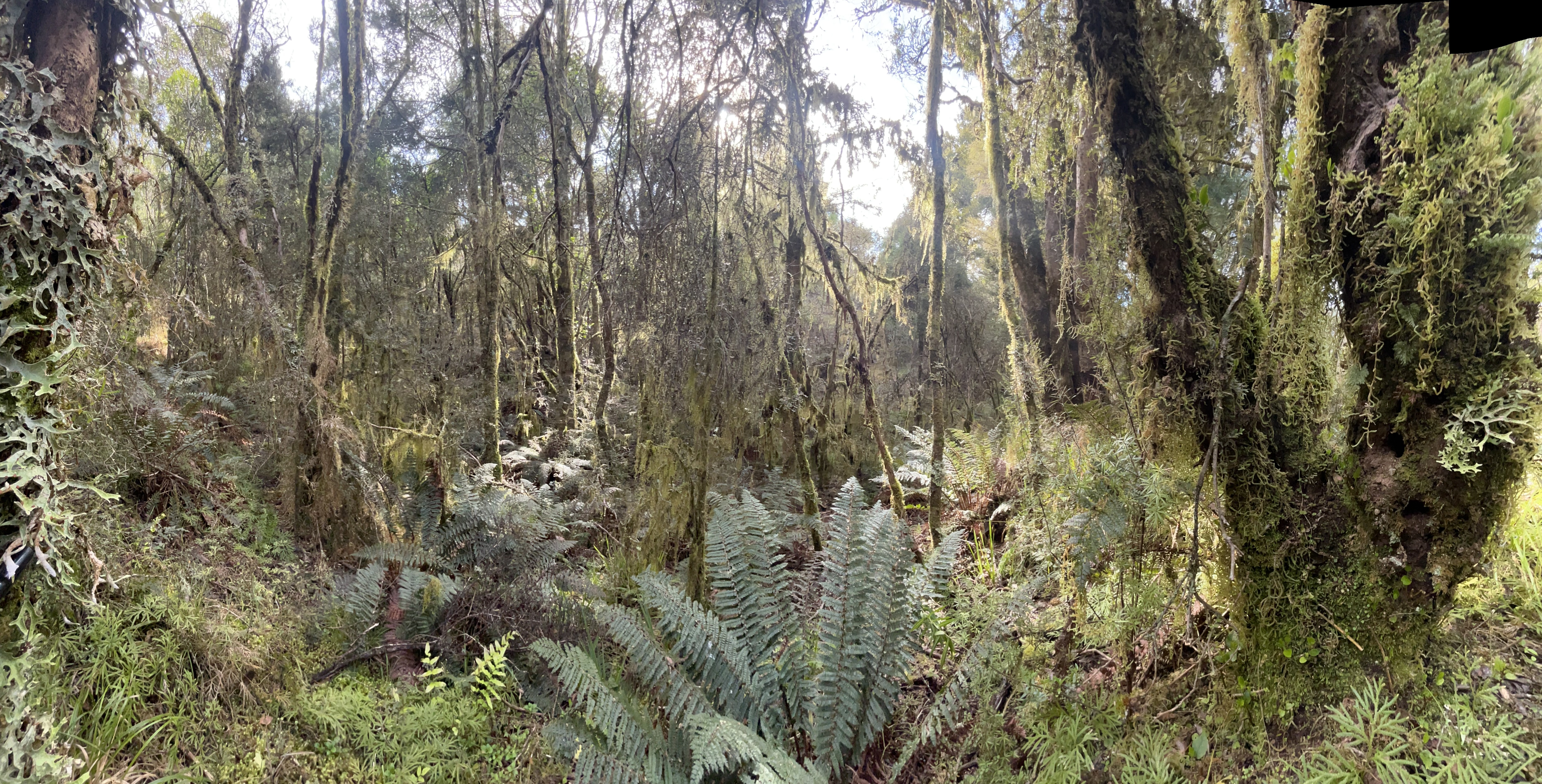 Out in the Bush