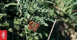 Kahukura red admiral butterfly named NZ's Bug of the Year