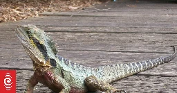 Water dragon on the loose prompts biosecurity warning