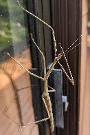 New Zealand Giant Stick Insect