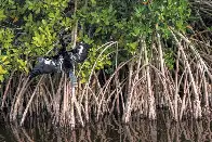 Mangrove trees are on the move, taking the tropics with them