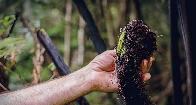 4 plants in the New Zealand bush you can eat in a survival situation