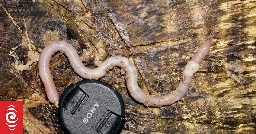 Critter of the Week: New Zealand earthworm