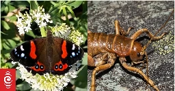 Bug of the Year competition helping Kiwis learn about native insects